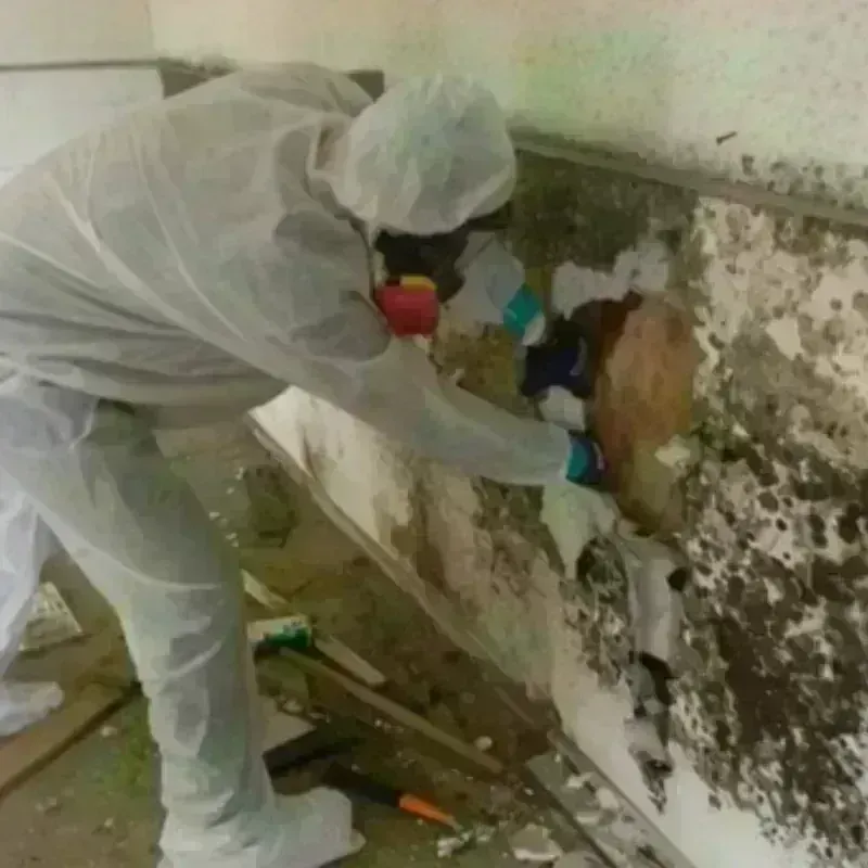 Mold Remediation and Removal in Berkeley, IL